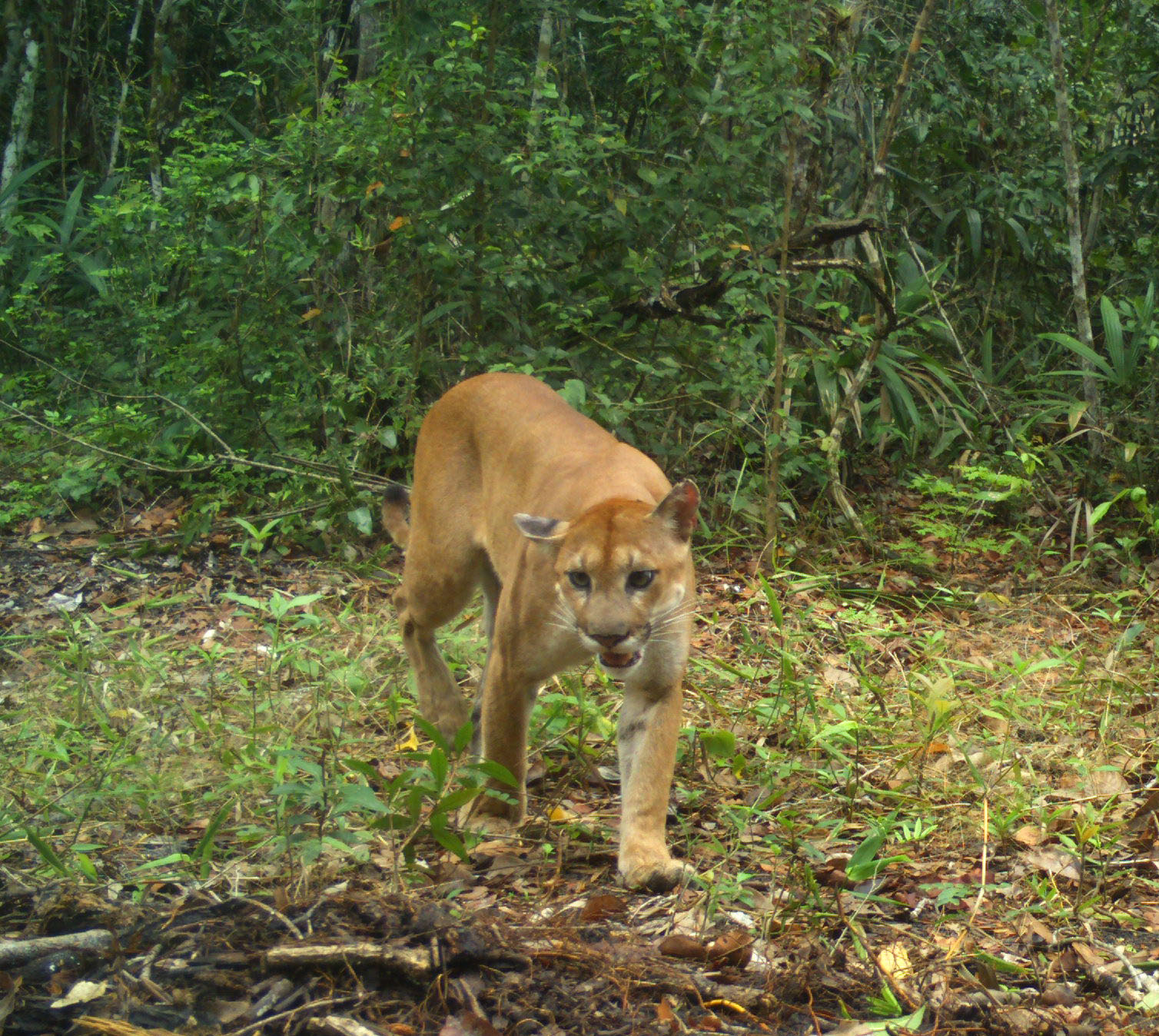Puma concolor (Foto: Proyecto Laguna OM -Calakmul)