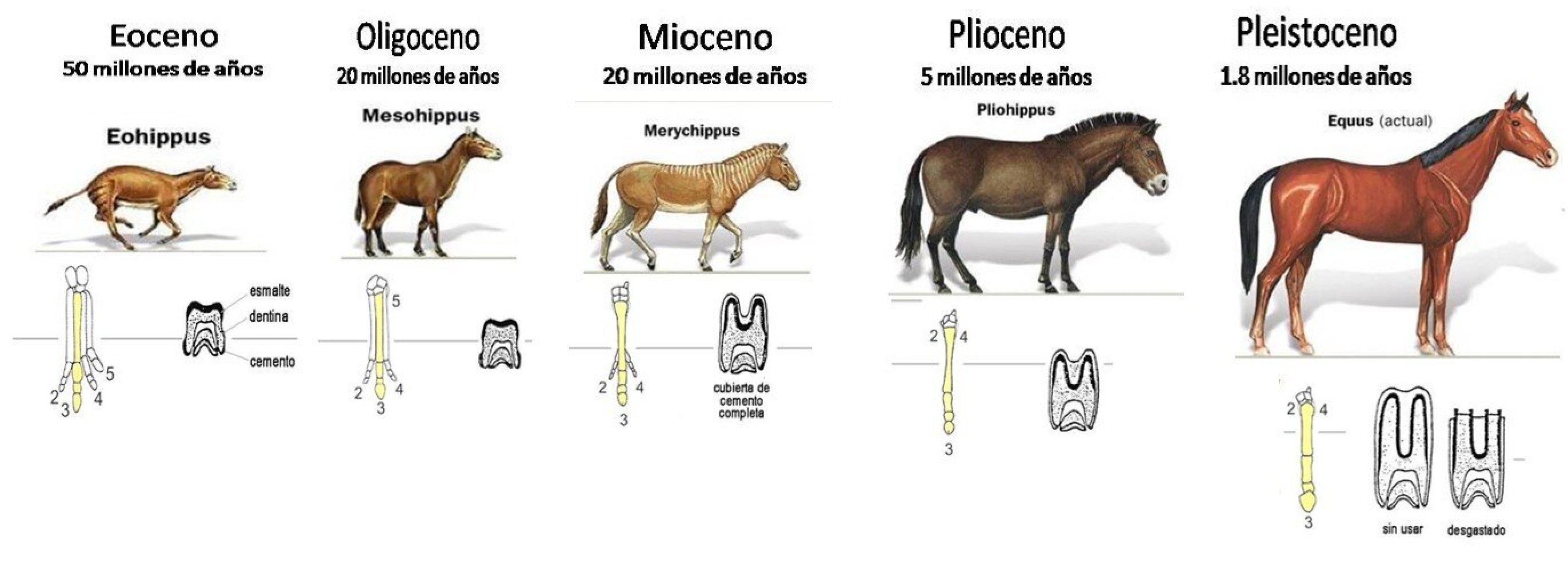 Variaciones morfológicas de Equus (Modificado de INAH, 2024).