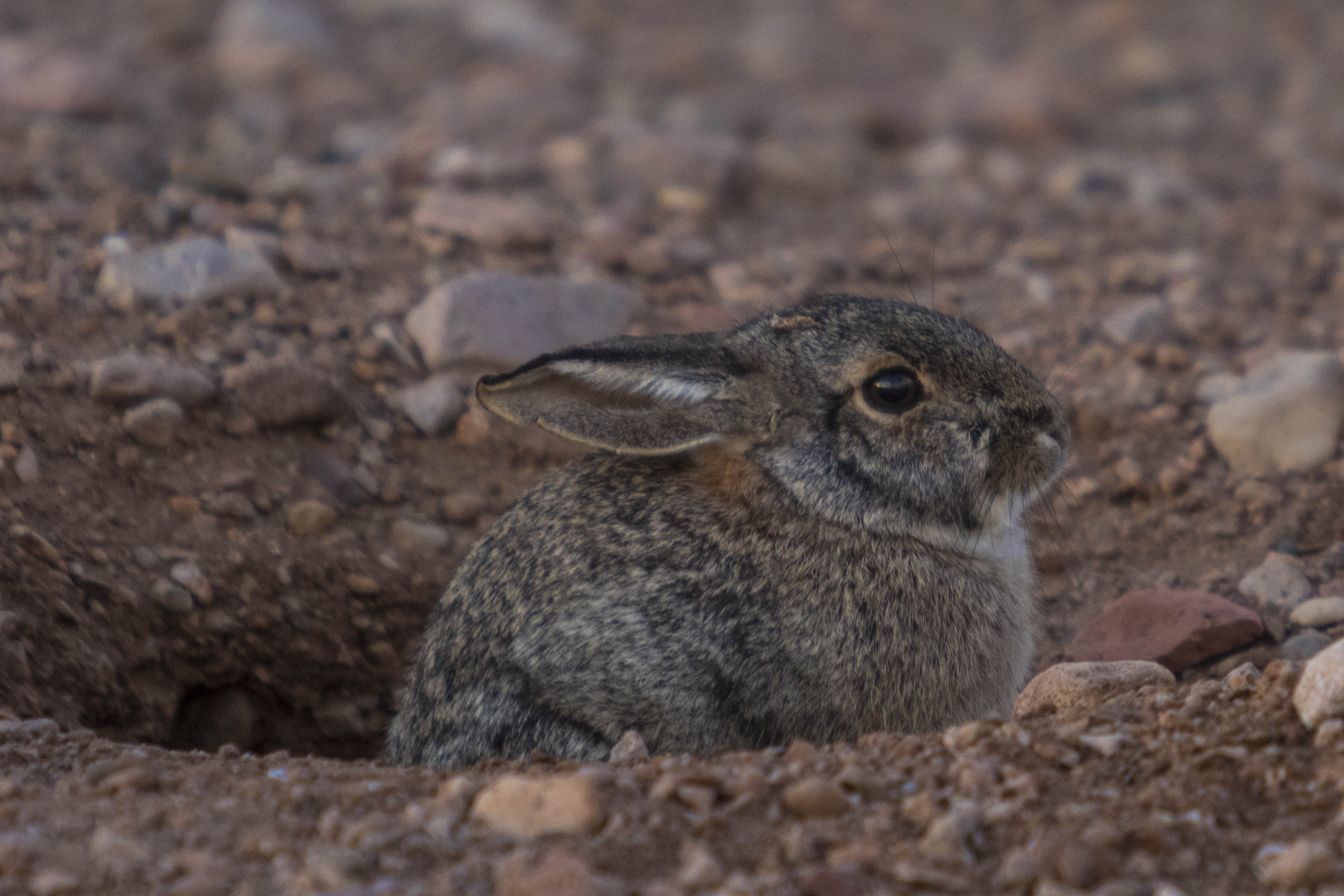 Sylvilagus audubonii (Leopoldo Islas Flores)