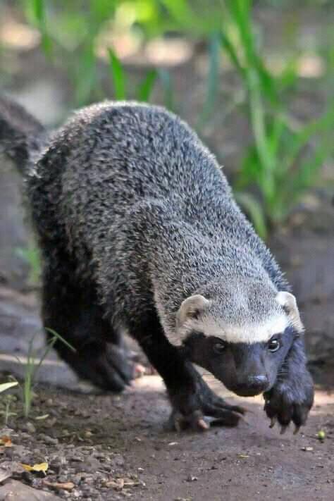 Grisón (Galictis vittata). Foto: Edil Reyes.