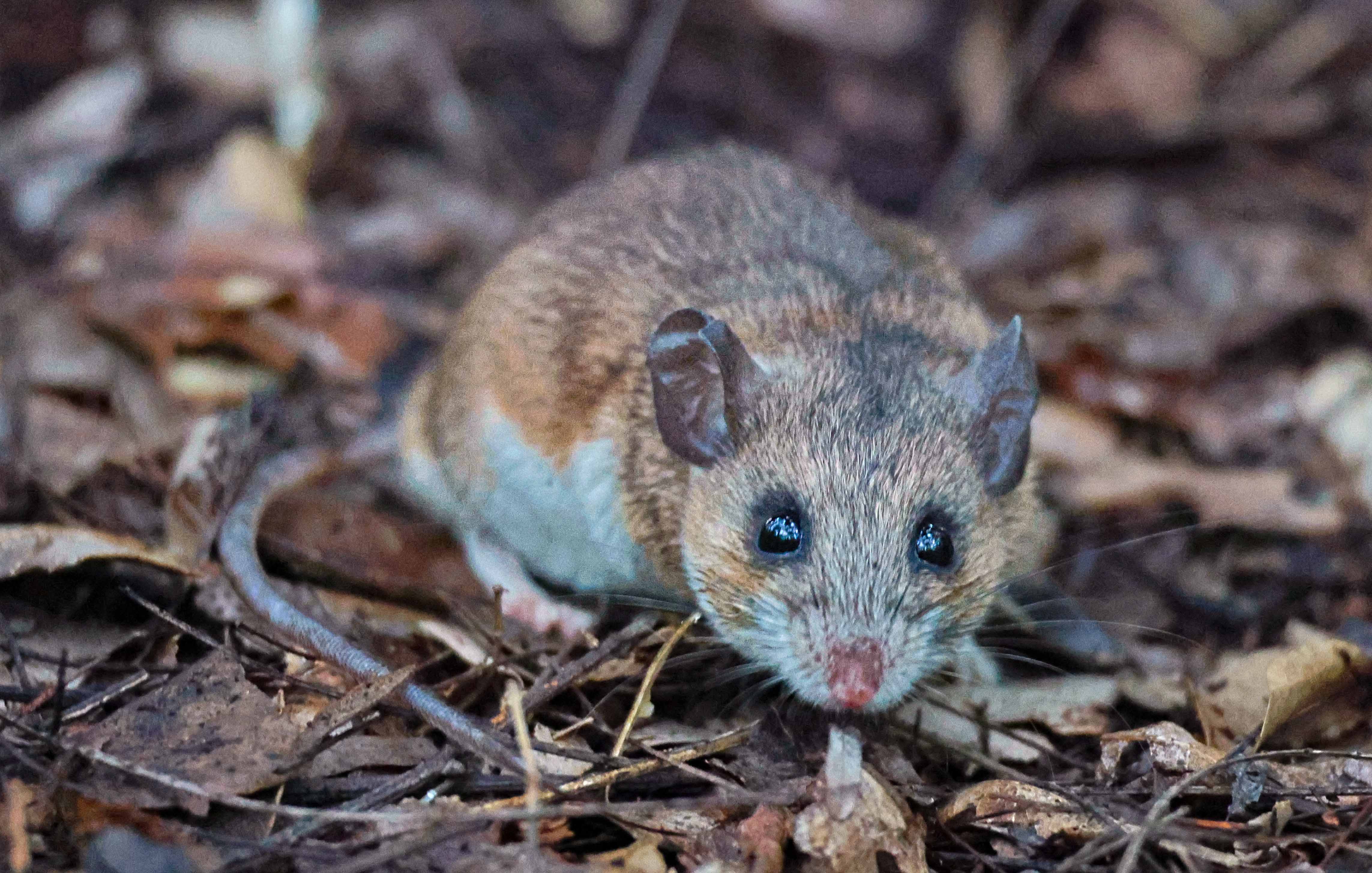 Peromyscus yucatanicus (José Alberto de la Luz García de León)