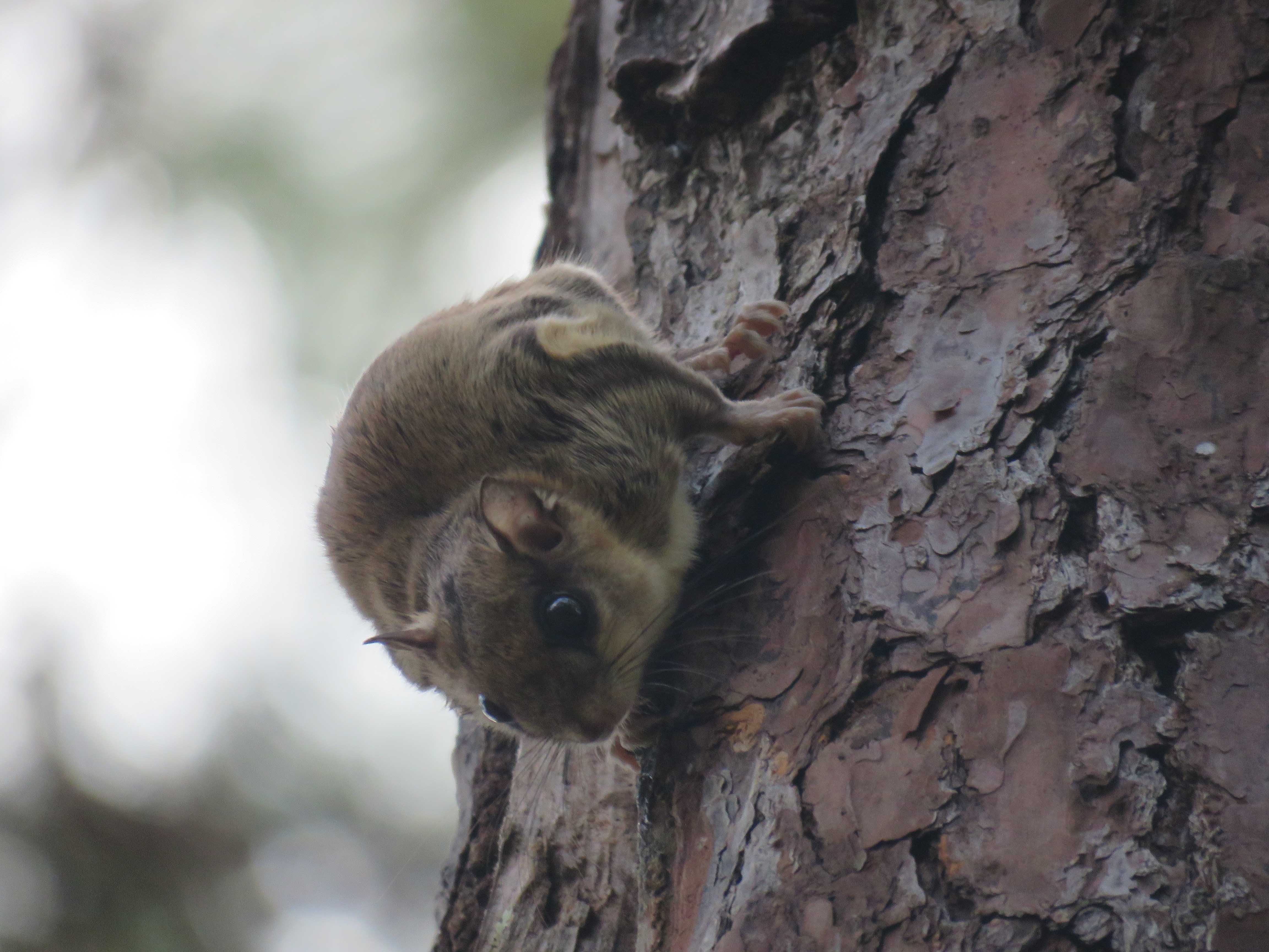 Glaucomys volans (M. A. Turcios-Casco)